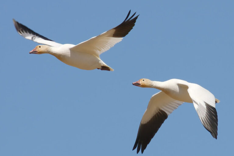 Hundreds of Snow Geese Found Dead at Quarry as Avian Flu Suspected